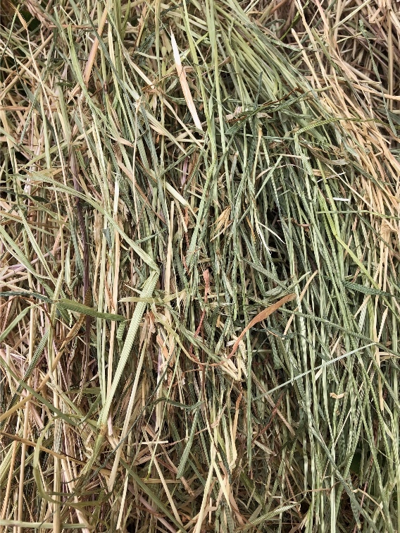 100 Rye Hay 5x4 Rolls Hay & Fodder Rye Grass Hay For Sale